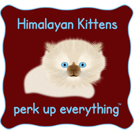 Himalayan Kittens Perk Up Everything